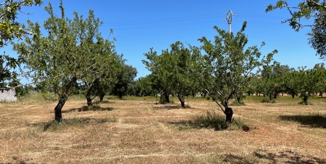 Terreno vista mare in vendita a Carovigno, Serranova